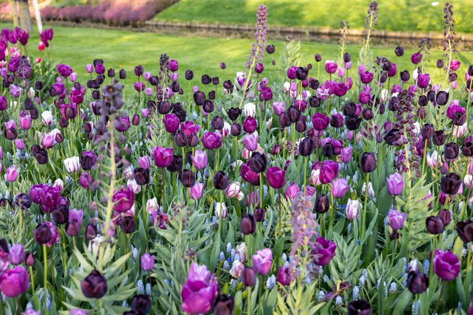 'Mystery' exklusiv lökmix